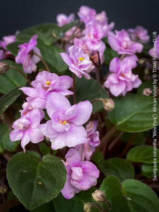 Saintpaulia Ionantha "Mini Pink"/ African Violet, fialka, fialky, organically grown tropical plants for sale at TOMs FLOWer CLUB.