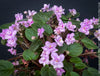 Saintpaulia Ionantha "Mini Pink"/ African Violet, fialka, fialky, organically grown tropical plants for sale at TOMs FLOWer CLUB.