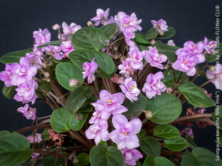 Saintpaulia Ionantha "Mini Pink"/ African Violet, fialka, fialky, organically grown tropical plants for sale at TOMs FLOWer CLUB.
