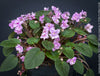 Saintpaulia Ionantha "Mini Pink"/ African Violet, fialka, fialky, organically grown tropical plants for sale at TOMs FLOWer CLUB.