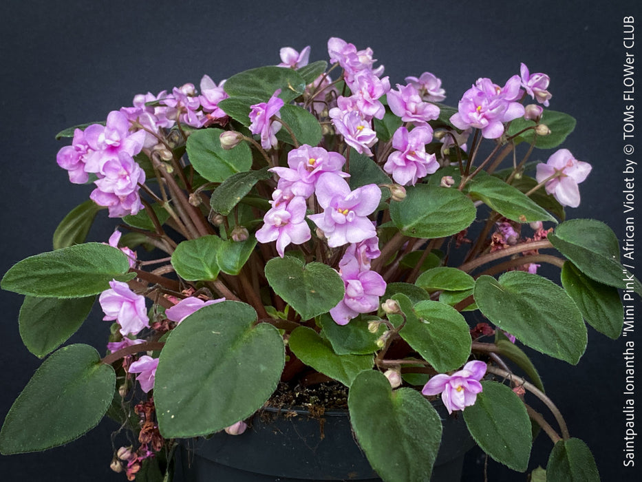 Saintpaulia Ionantha "Mini Pink"/ African Violet, fialka, fialky, organically grown tropical plants for sale at TOMs FLOWer CLUB.
