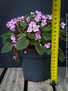 Saintpaulia Ionantha "Mini Pink"/ African Violet, fialka, fialky, organically grown tropical plants for sale at TOMs FLOWer CLUB.