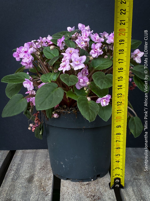 Saintpaulia Ionantha "Mini Pink"/ African Violet, fialka, fialky, organically grown tropical plants for sale at TOMs FLOWer CLUB.