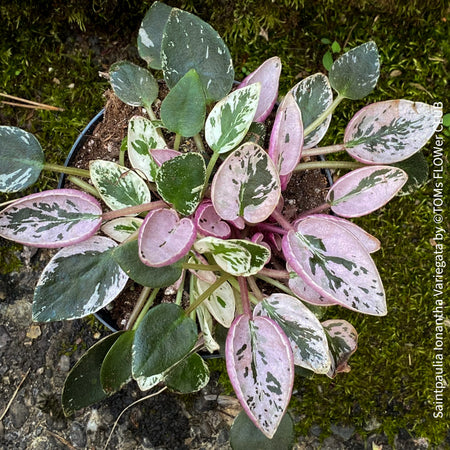 Saintpaulia Ionantha Variegata / African Violet, unique variegata plants, organically grown, for sale at TOMs FLOWer CLUB. 