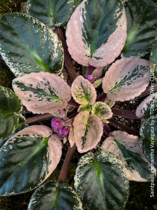 Saintpaulia Ionantha Variegata / African Violet, unique variegata plants, organically grown, for sale at TOMs FLOWer CLUB. 