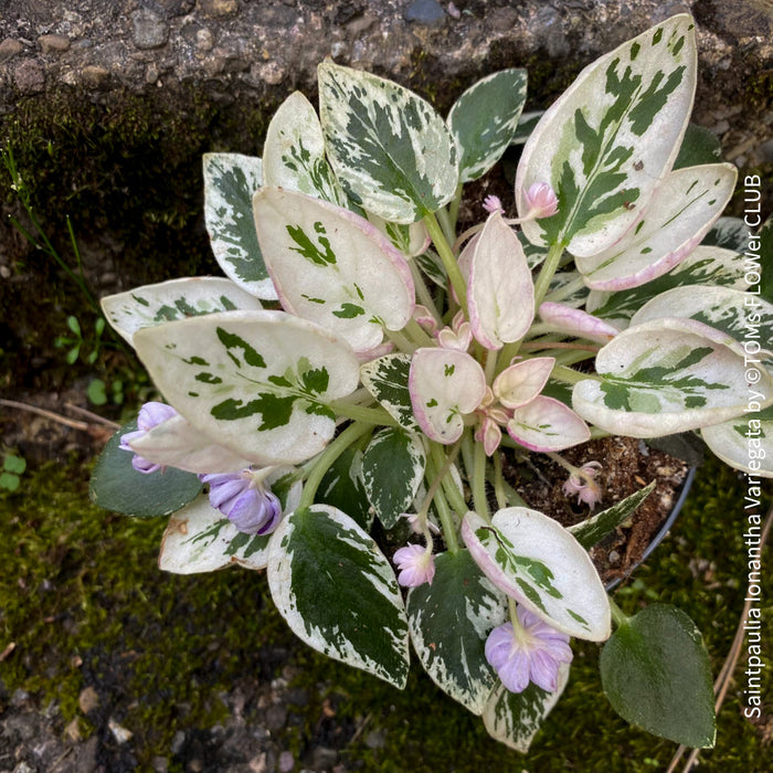 Saintpaulia Ionantha Variegata / African Violet, unique variegata plants, organically grown, for sale at TOMs FLOWer CLUB. 