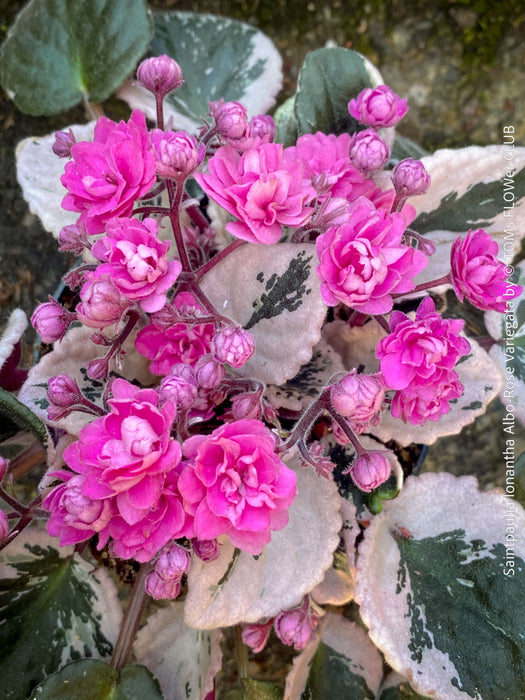 Saintpaulia Ionantha Variegata / African Violet, unique variegata plants, organically grown, for sale at TOMs FLOWer CLUB. 