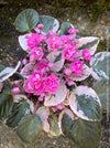 Saintpaulia Ionantha Variegata / African Violet, unique variegata plants, organically grown, for sale at TOMs FLOWer CLUB. 