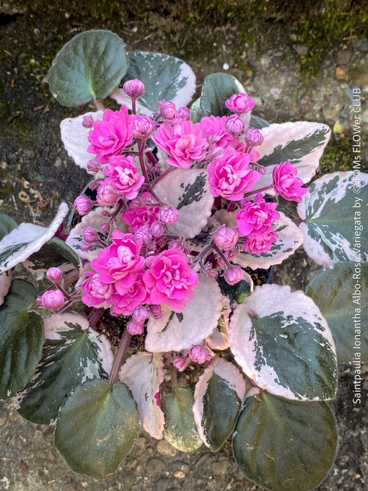 Saintpaulia Ionantha Variegata / African Violet, unique variegata plants, organically grown, for sale at TOMs FLOWer CLUB. 