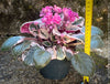 Saintpaulia Ionantha Variegata / African Violet, unique variegata plants, organically grown, for sale at TOMs FLOWer CLUB. 