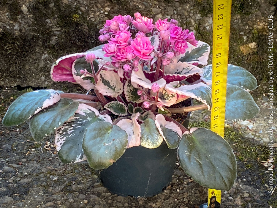 Saintpaulia Ionantha Variegata / African Violet, unique variegata plants, organically grown, for sale at TOMs FLOWer CLUB. 