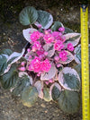 Saintpaulia Ionantha Variegata / African Violet, unique variegata plants, organically grown, for sale at TOMs FLOWer CLUB. 