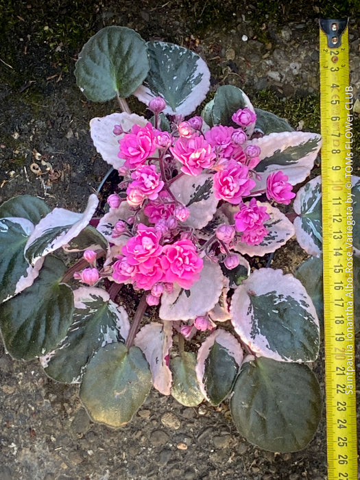 Saintpaulia Ionantha Variegata / African Violet, unique variegata plants, organically grown, for sale at TOMs FLOWer CLUB. 