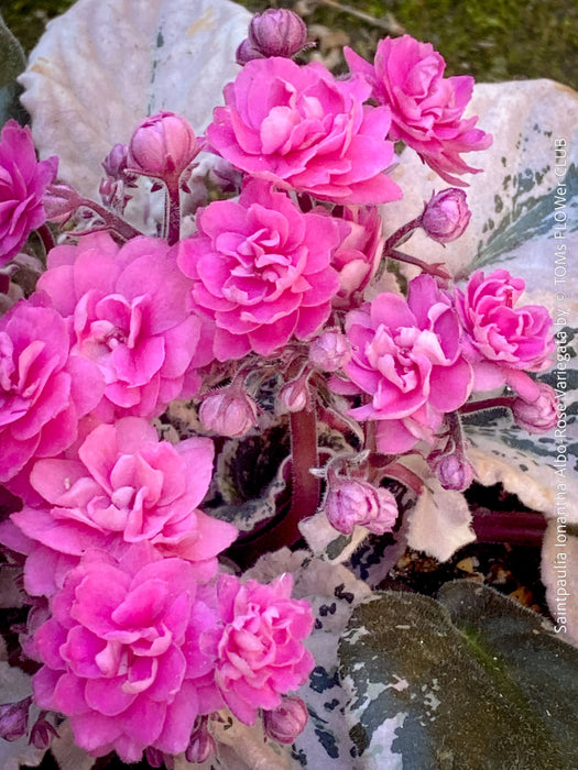 Saintpaulia Ionantha Variegata / African Violet, unique variegata plants, organically grown, for sale at TOMs FLOWer CLUB. 