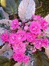 Saintpaulia Ionantha Variegata / African Violet, unique variegata plants, organically grown, for sale at TOMs FLOWer CLUB. 