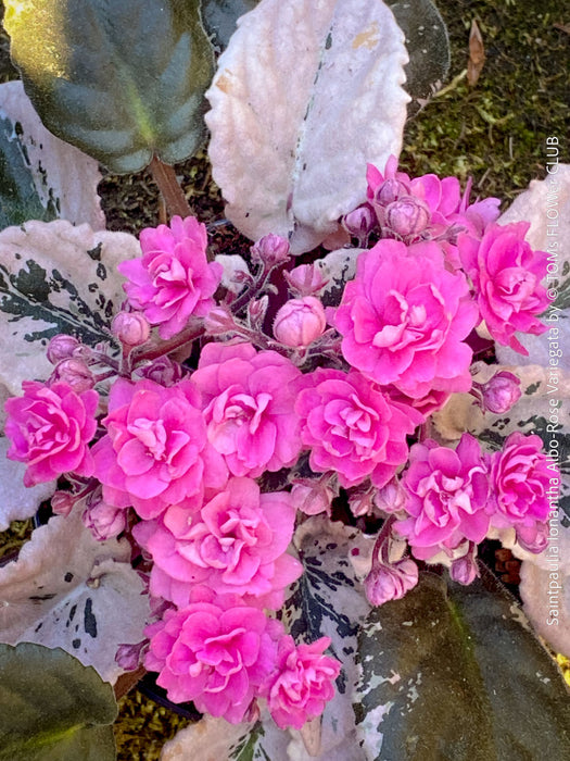 Saintpaulia Ionantha Variegata / African Violet, unique variegata plants, organically grown, for sale at TOMs FLOWer CLUB. 