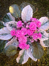 Saintpaulia Ionantha Variegata / African Violet, unique variegata plants, organically grown, for sale at TOMs FLOWer CLUB. 