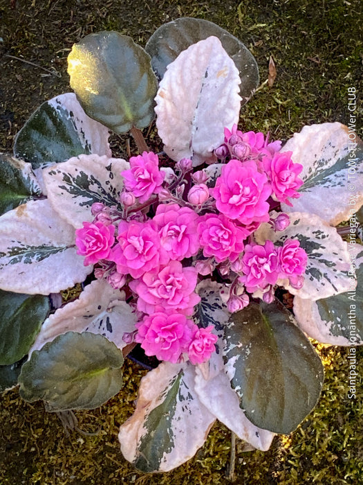 Saintpaulia Ionantha Variegata / African Violet, unique variegata plants, organically grown, for sale at TOMs FLOWer CLUB. 