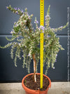 Salvia Rosmarinus / Rosmarinus Officinalis Blue Cascade, organically grown drought resistant Mediterranean plants for sale at TOMs FLOWer CLUB.