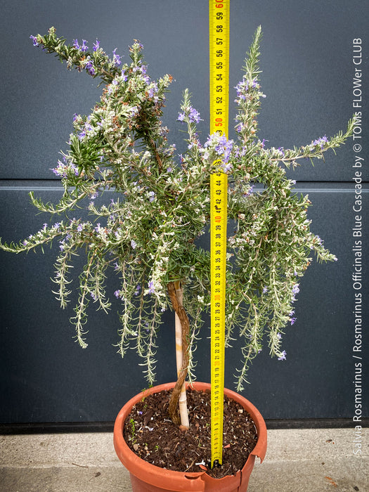 Salvia Rosmarinus / Rosmarinus Officinalis Blue Cascade, organically grown drought resistant Mediterranean plants for sale at TOMs FLOWer CLUB.