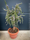 Salvia Rosmarinus / Rosmarinus Officinalis Blue Cascade, organically grown drought resistant Mediterranean plants for sale at TOMs FLOWer CLUB.