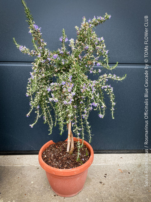 Salvia Rosmarinus / Rosmarinus Officinalis Blue Cascade, organically grown drought resistant Mediterranean plants for sale at TOMs FLOWer CLUB.