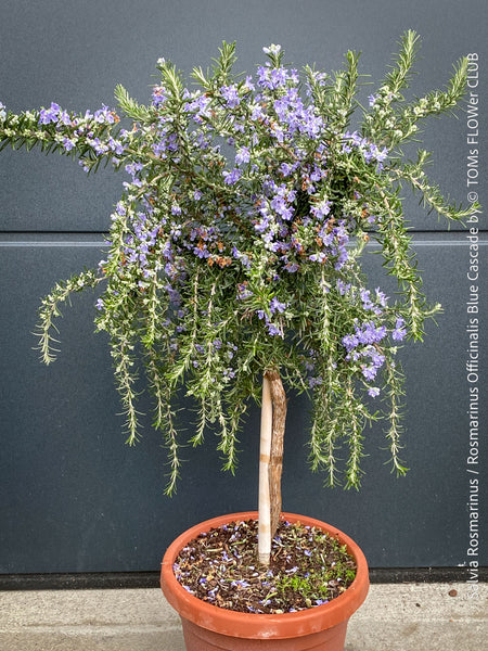 Salvia Rosmarinus / Rosmarinus Officinalis Blue Cascade, organically grown drought resistant Mediterranean plants for sale at TOMs FLOWer CLUB.