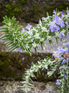 Salvia Rosmarinus / Rosmarinus Officinalis Blue Cascade, organically grown drought resistant Mediterranean plants for sale at TOMs FLOWer CLUB.