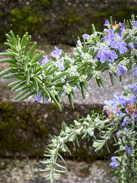 Salvia Rosmarinus / Rosmarinus Officinalis Blue Cascade, organically grown drought resistant Mediterranean plants for sale at TOMs FLOWer CLUB.