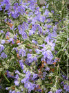 Salvia Rosmarinus / Rosmarinus Officinalis Blue Cascade, organically grown drought resistant Mediterranean plants for sale at TOMs FLOWer CLUB.