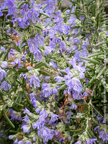 Salvia Rosmarinus / Rosmarinus Officinalis Blue Cascade, organically grown drought resistant Mediterranean plants for sale at TOMs FLOWer CLUB.