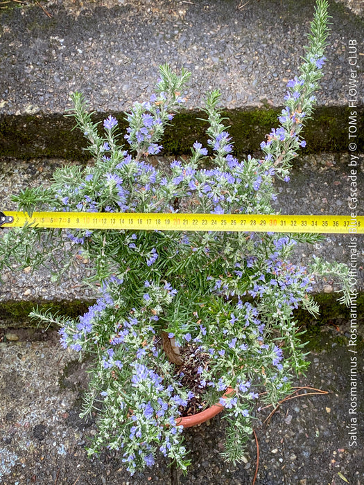 Salvia Rosmarinus / Rosmarinus Officinalis Blue Cascade, organically grown drought resistant Mediterranean plants for sale at TOMs FLOWer CLUB.