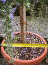 Salvia Rosmarinus / Rosmarinus Officinalis Blue Cascade, organically grown drought resistant Mediterranean plants for sale at TOMs FLOWer CLUB.