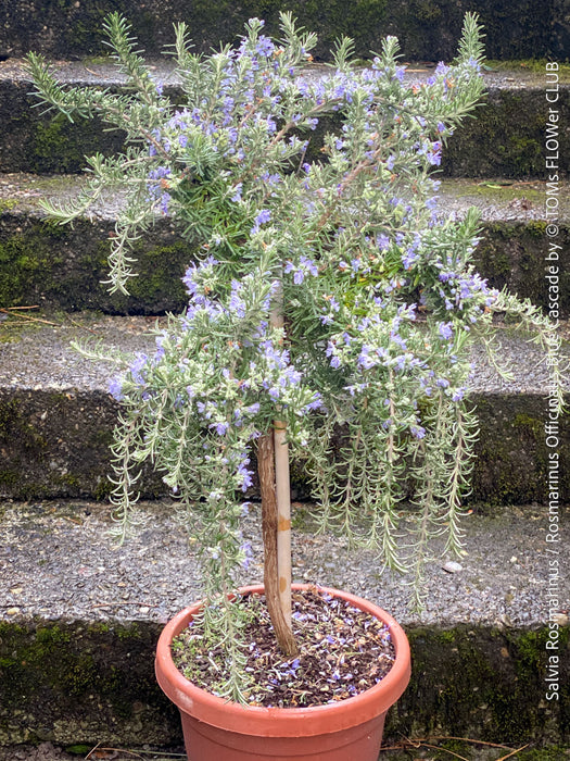 Salvia Rosmarinus / Rosmarinus Officinalis Blue Cascade, organically grown drought resistant Mediterranean plants for sale at TOMs FLOWer CLUB.