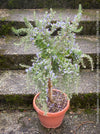 Salvia Rosmarinus / Rosmarinus Officinalis Blue Cascade, organically grown drought resistant Mediterranean plants for sale at TOMs FLOWer CLUB.