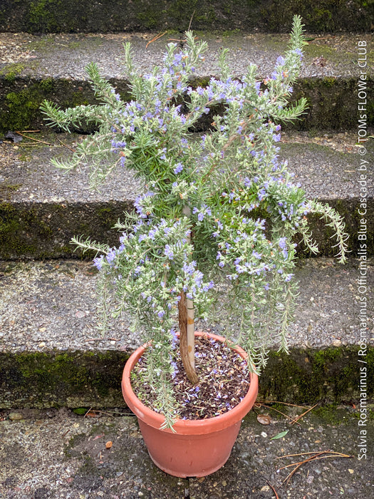 Salvia Rosmarinus / Rosmarinus Officinalis Blue Cascade, organically grown drought resistant Mediterranean plants for sale at TOMs FLOWer CLUB.