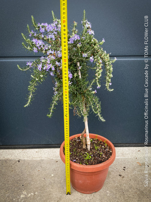 Salvia Rosmarinus / Rosmarinus Officinalis Blue Cascade, organically grown drought resistant Mediterranean plants for sale at TOMs FLOWer CLUB.