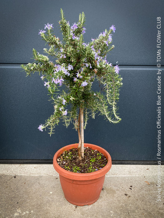 Salvia Rosmarinus / Rosmarinus Officinalis Blue Cascade, organically grown drought resistant Mediterranean plants for sale at TOMs FLOWer CLUB.