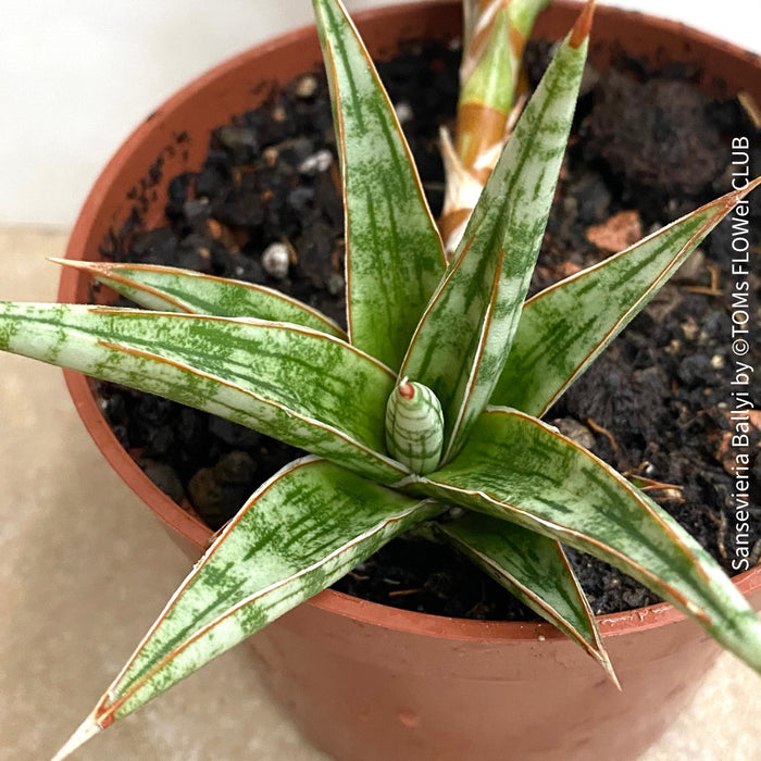 Sansevieria Ballyi, organically grown succulent plants for sale at TOMs FLOWer CLUB.