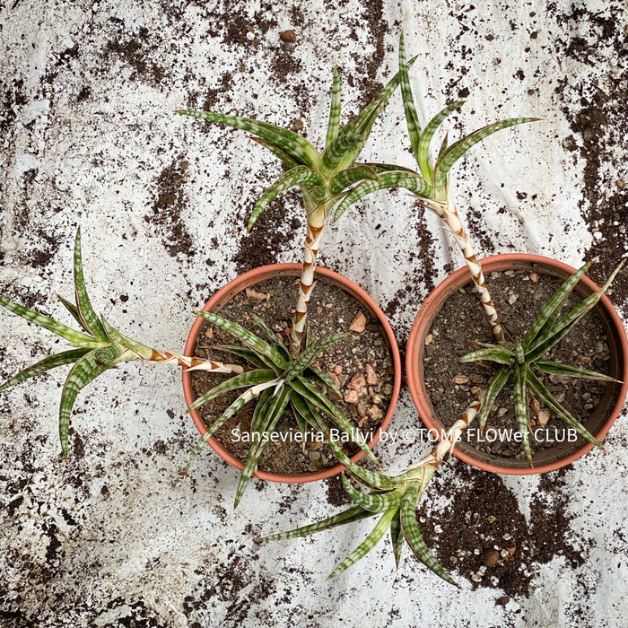 Sansevieria Ballyi, organically grown succulent plants for sale at TOMs FLOWer CLUB.