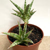 Sansevieria Ballyi, organically grown succulent plants for sale at TOMs FLOWer CLUB.