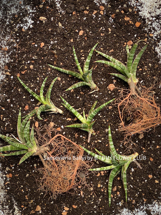 Sansevieria Ballyi, organically grown succulent plants for sale at TOMs FLOWer CLUB.