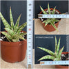 Sansevieria Ballyi, organically grown succulent plants for sale at TOMs FLOWer CLUB.