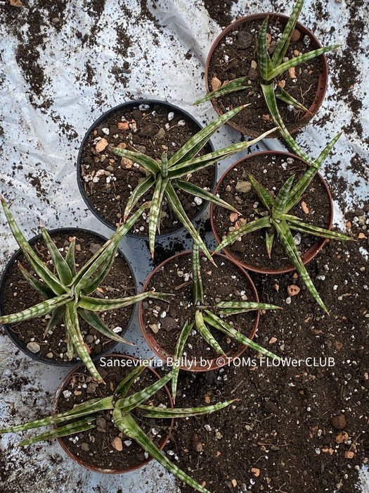 Sansevieria Ballyi, organically grown succulent plants for sale at TOMs FLOWer CLUB.