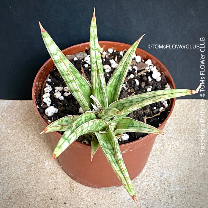 sansevieria ballyi care Sansevieria Ballyi | organically grown succulent plants