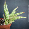 Sansevieria Ballyi, organically grown succulent plants for sale at TOMs FLOWer CLUB.