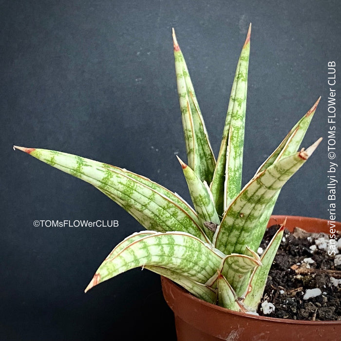 sansevieria ballyi Sansevieria Ballyi | organically grown succulent plants