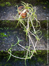 Sansevieria Ballyi Yellow Edge, organically grown succulent plants for sale at TOMs FLOWer CLUB.