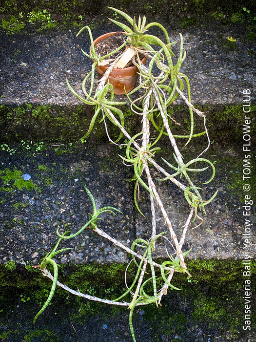 sansevieria ballyi for sale Sansevieria Ballyi Yellow Edge | organically grown succulent plants