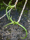 Sansevieria Ballyi Yellow Edge, organically grown succulent plants for sale at TOMs FLOWer CLUB.